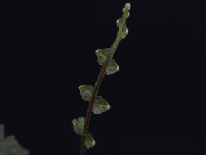 Trichomanes sp. "Ecuador"