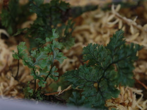 Hymenophyllum sp. "Ecuador"