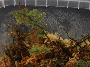 Hymenophyllum sp. "Ecuador Hairy 2"