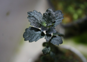 Gesneriaceae sp. "Panama"