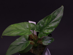 Homalomena cf. lauterbachii