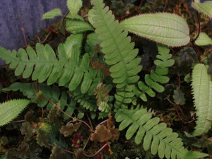 Blechnum polypodioides