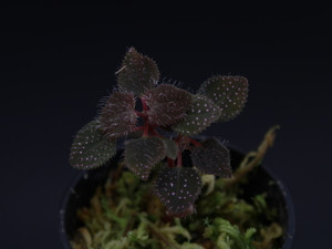 Sarcopyramis sp. "Borneo"