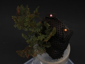 Hymenophyllum sp. "Ecuador 2" (Mounted)