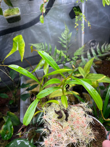 WYSIWYG Nepenthes inermis