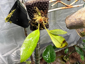 WYSIWYG Elaphoglossum angulatum