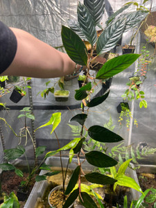 WYSIWYG Rhodospatha sp. "Red"