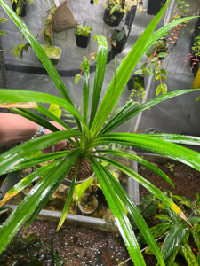 WYSIWYG Pandanus sp. "Timika" Large Plant