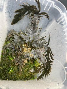 WYSIWYG Selaginella intermedia