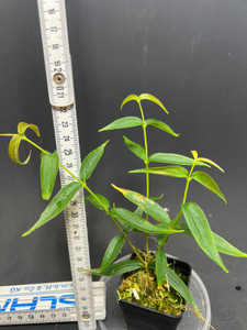WYSIWYG Medinilla ambrensis Large 1