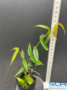 WYSIWYG Medinilla ambrensis Large 2