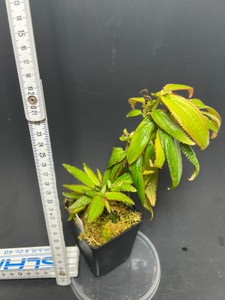 WYSIWYG Triolena obliqua Large