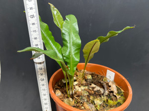 WYSIWYG Elaphoglossum sp. "Ecuador"