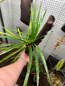 WYSIWYG Freycinetia sp. "Timika"