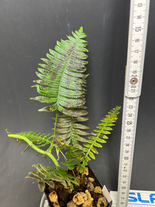 WYSIWYG Serpocaulon sp. "Ecuador"