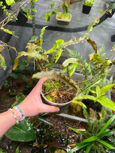 WYSIWYG Serpocaulon semipinnatifidum