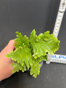 WYSIWYG  Selaginella sp. "Ecuador"