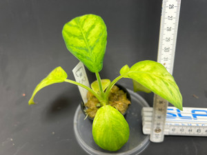 WYSIWYG Homalomena sp. "Borneo"