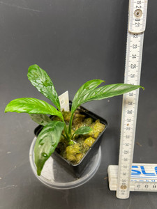 WYSIWYG Schismatoglottis gui