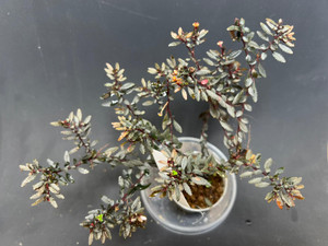 Triolena pileoides Large