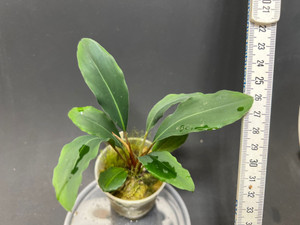 WYSIWYG Galantharum kishii