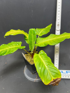 WYSIWYG Adelonema sp. "Ecuador"