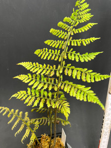 WYSIWYG Fern sp. "Ecuador"