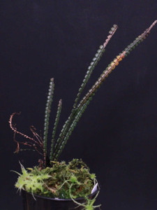 WYSIWYG Melpomene cf. wolfii