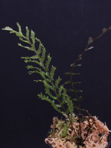 WYSIWYG Trichomanes arbuscula