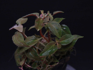 Sonerila sp. "Mt. Biwa"