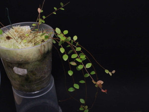 Disterigma sp. "Ecuador Small"