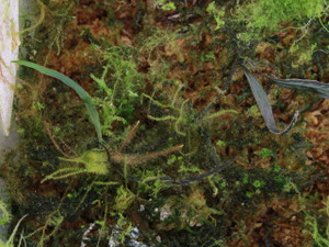 Elaphoglossum sp. "Blue Ecuador"