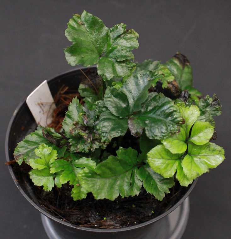 Bolbitis sp. "Indonesia"