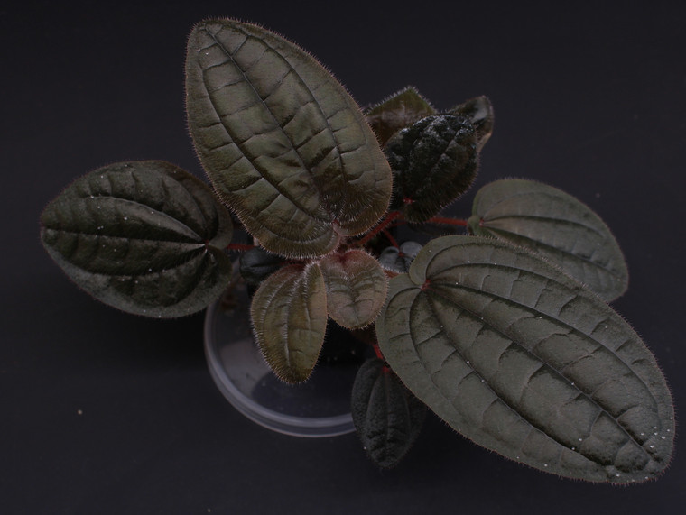 Bertolonia ovata "Santa Teresa"