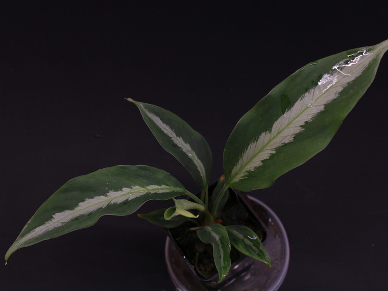 Colobogynium tecturatum