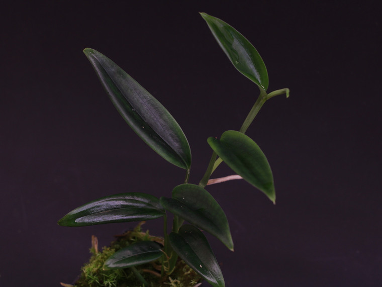 Scindapsus sp. "Borneo"