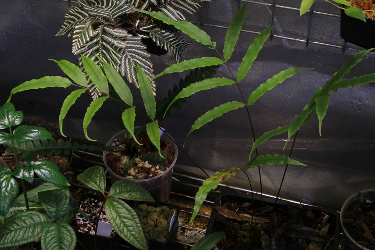 Goniophlebium sp. "Borneo"