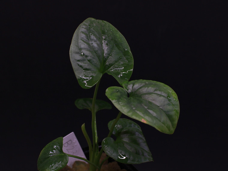 Urospatha sagittifolia