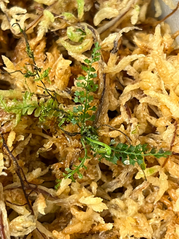 Asplenium sp. „Mini Ecuador“