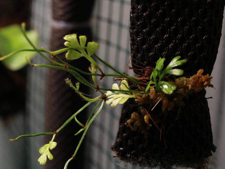 Asplenium bipinnatifidum