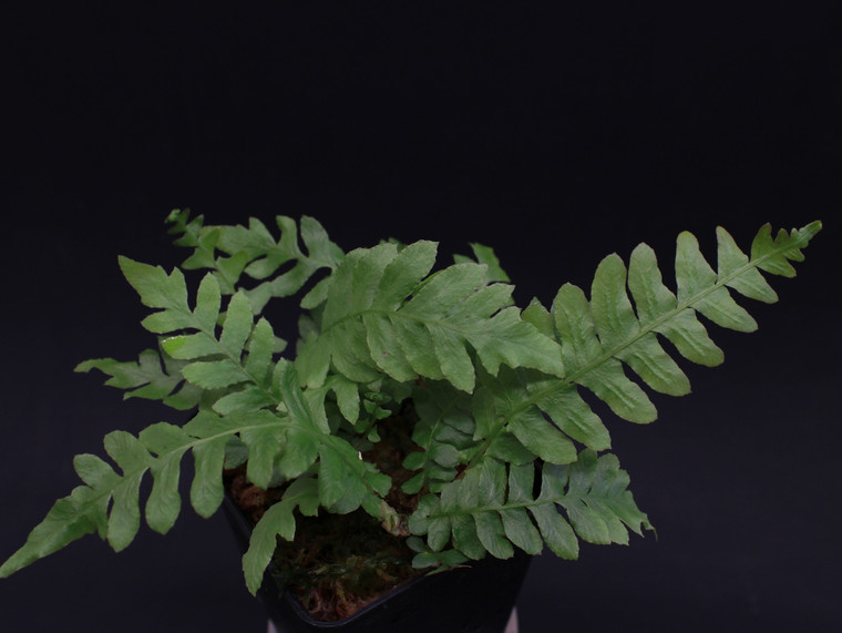 Blechnum sp. "Ecuador 2"