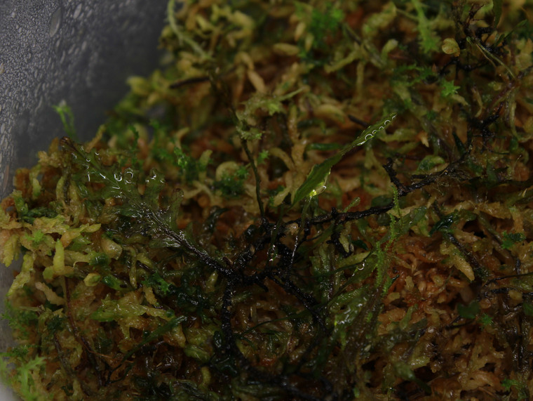 Didymoglossum sp. "Panama"