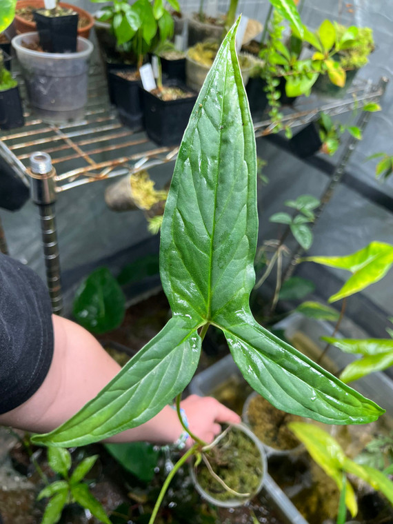 WYSIWYG Chlorospatha sp. "Ecuador"