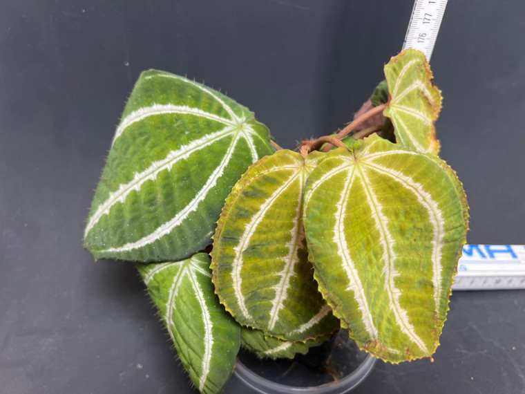 WYSIWYG Cyanandrium guttatum (syn. Phyllagathis guttata)