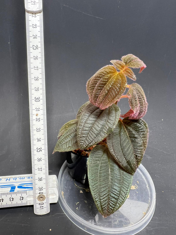 Melastomataceae sp. "Ecuador 3"