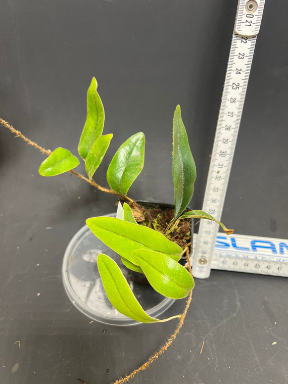 WYSIWYG Pyrrosia sp. "Sabah"