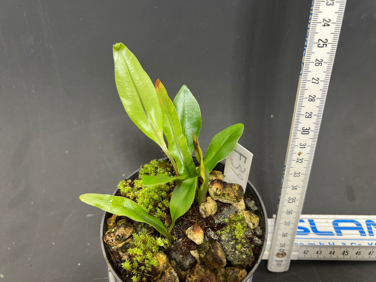 WYSIWYG Elaphoglossum callifolium "Papua"