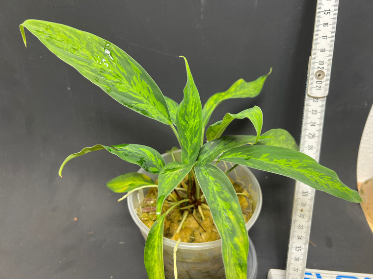 WYSIWYG Schismatoglottis sp. "Borneo"