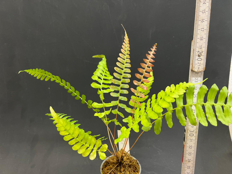 WYSIWYG Blechnum sp. "Ecuador 3"