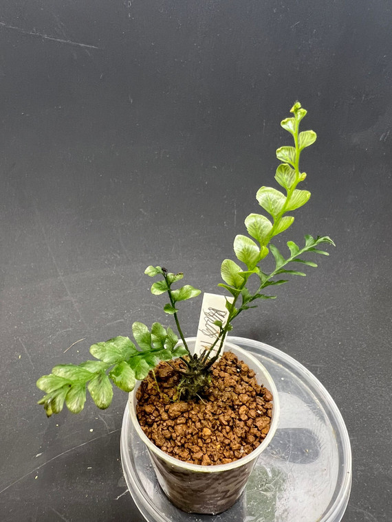 WYSIWYG Cephalomanes javanicum